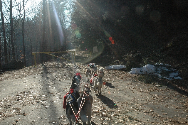  Hunde ziehen den Schlitten 